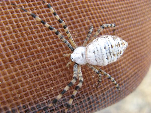 Photo of Argiope trifasciata by Frank Lomer
